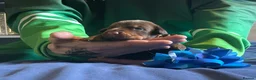Dobermann dogs for sale: 7 beautiful Dobbman puppies  - Advert 5