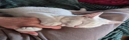Mixed Breed cats for sale: Kittens for sale  - Advert 1