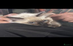 Ragdoll cats for sale: Lovely ragdoll kittens for sale  - Image 6