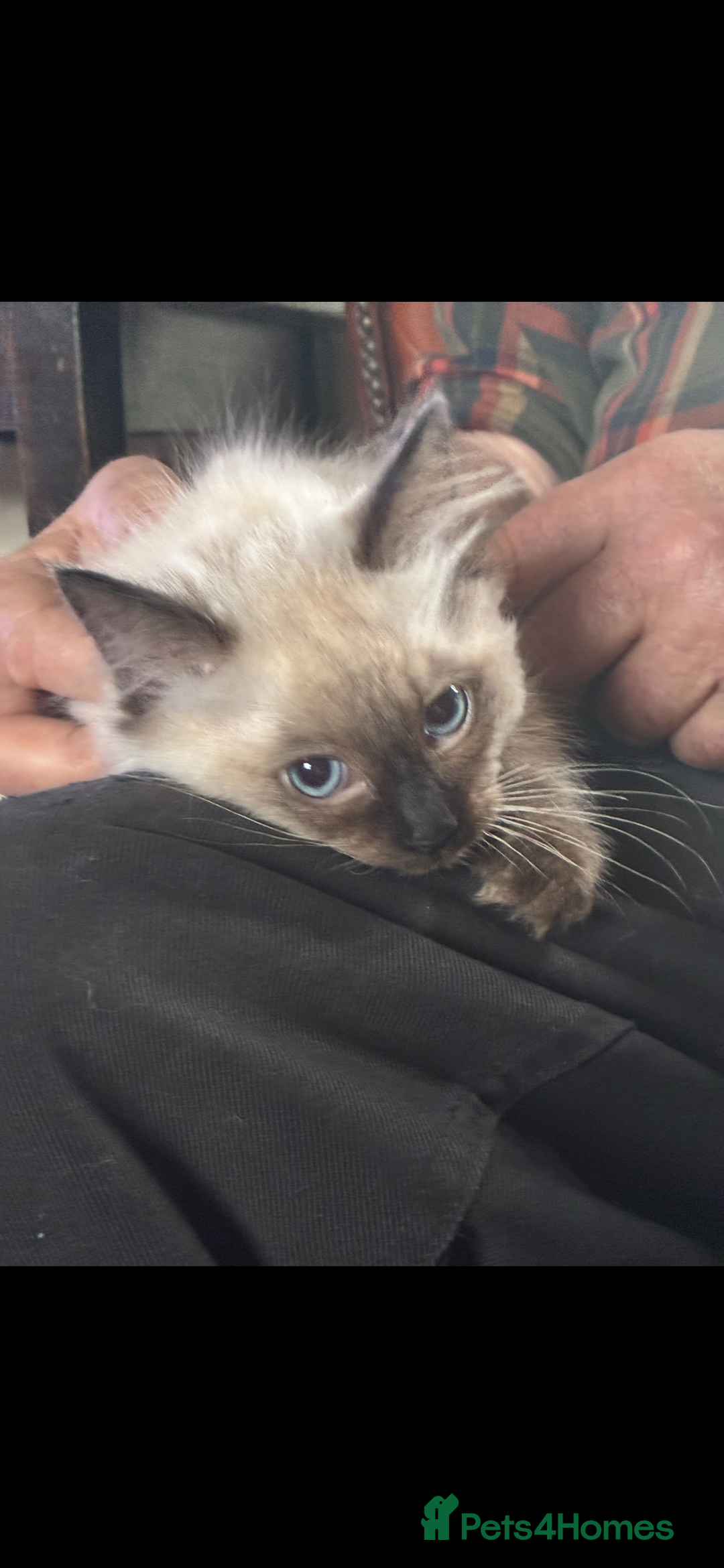 Ragdoll cats for sale: Lovely ragdoll kittens for sale  - Image 6