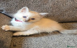 Ragdoll cats for sale: Beautiful GCCF Reg Pure Bred Ragdoll kittens - Image 14