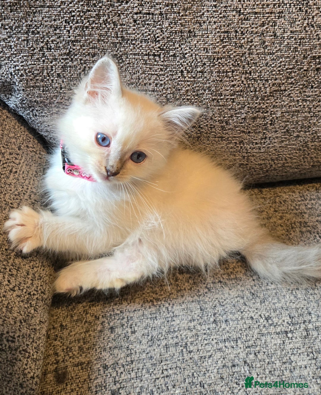 Ragdoll cats for sale: Beautiful GCCF Reg Pure Bred Ragdoll kittens - Image 14