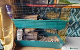 Guinea Pig rodents for sale: 4 friendly male boars looking for a new home - Image 7