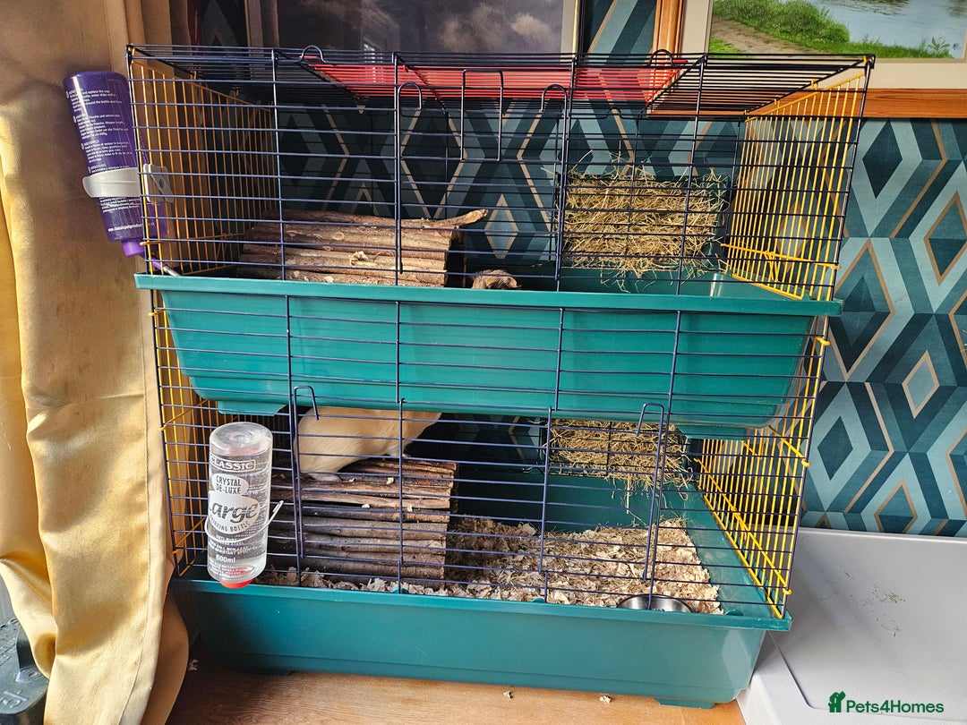 Guinea Pig rodents for sale: 4 friendly male boars looking for a new home - Image 7