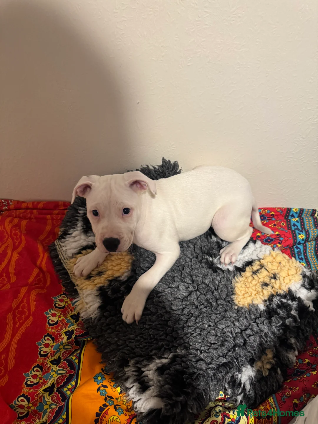 Staffordshire Bull Terrier dogs for sale: Stafford bull terrier female one left - Advert 3