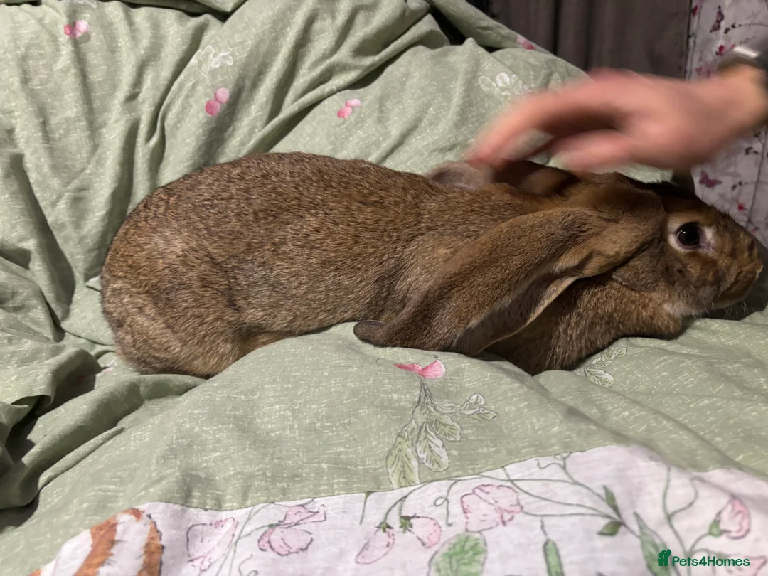 English Lop rabbits for sale: Female English lops  - Advert 9