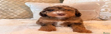 Labradoodle 2