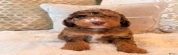 Labradoodle dogs for sale: ** RARE CHOC-PHANTOM MERLE/PARTI F1B LABRADOODLES - Advert 13