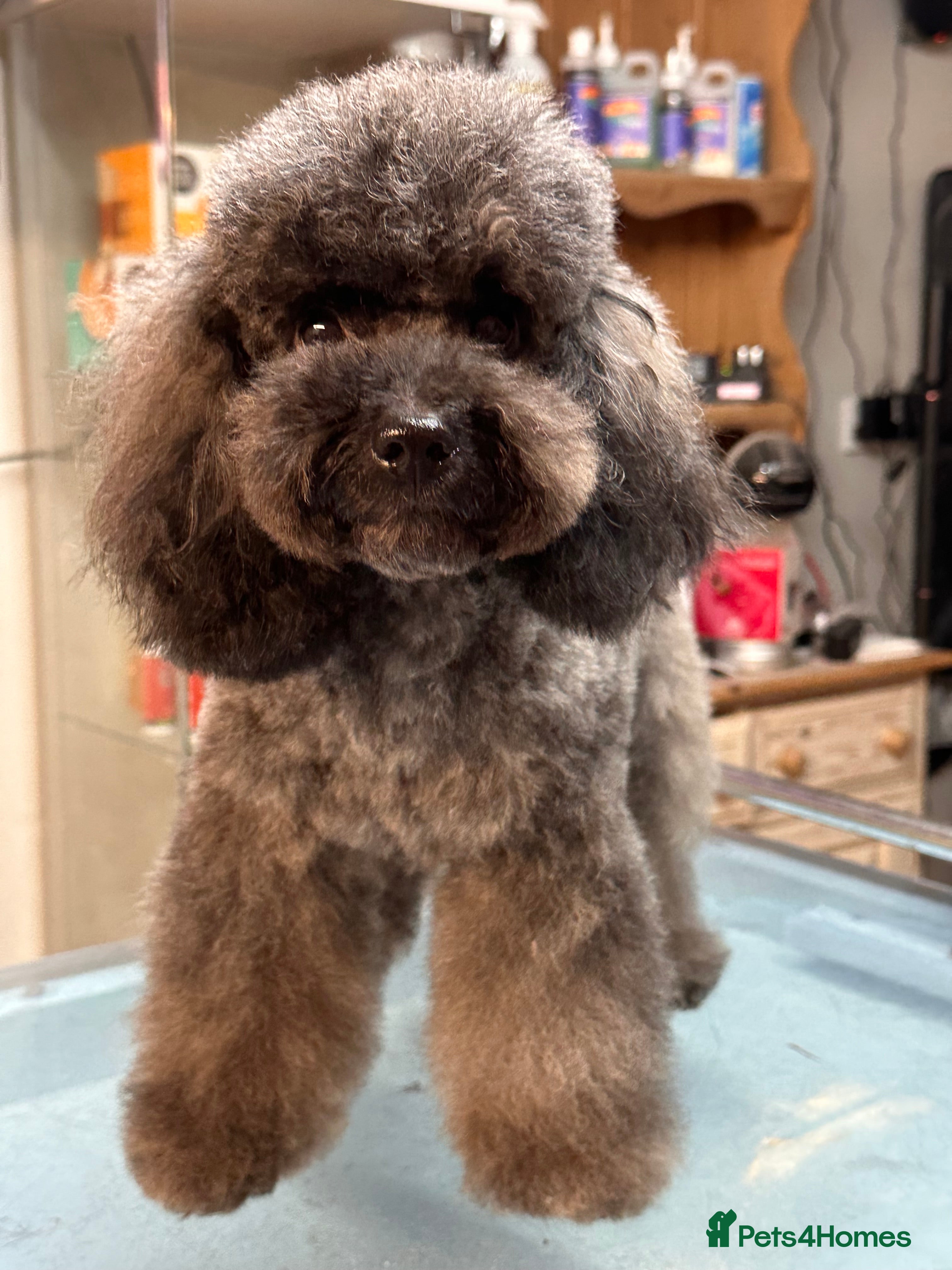 Schnoodle dogs Amazing litter of Schnoodle puppies.  - Advert 1