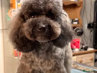 Schnoodle dogs Amazing litter of Schnoodle puppies. - Advert 1