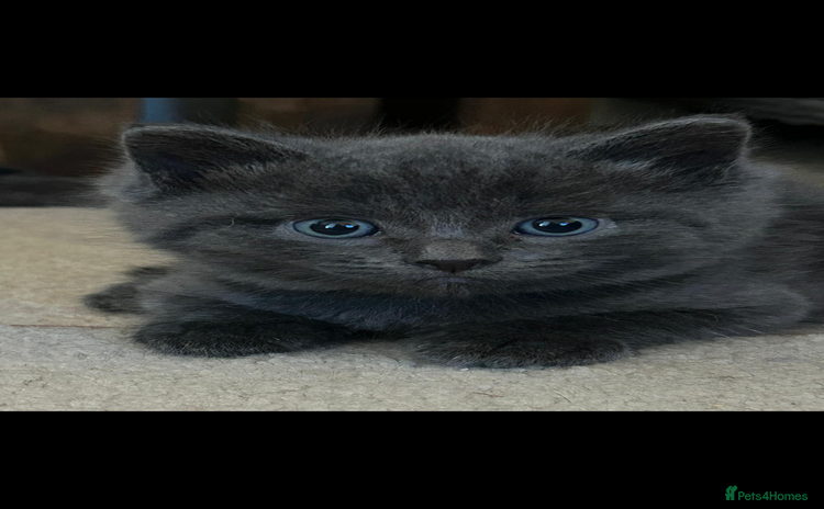 Mixed Breed cats - Advert 6