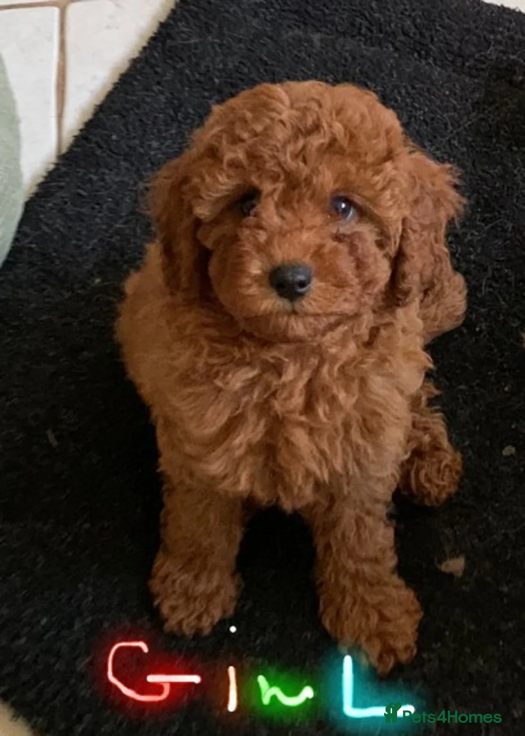 Cockapoo dogs for stud: Red Min Poodle PRA Clear & Other DNA Clear in Mansfield - Advert 12
