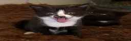 Domestic Shorthair cats for sale: Farm kittens  in Hawes - Advert 4