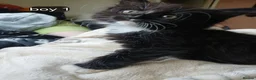 Mixed Breed cats for sale: Long haired kittens  in Swanscombe - Advert 4