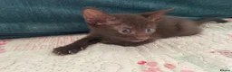Mixed Breed cats for sale: Siamese x Maine coon kittens - Advert 10