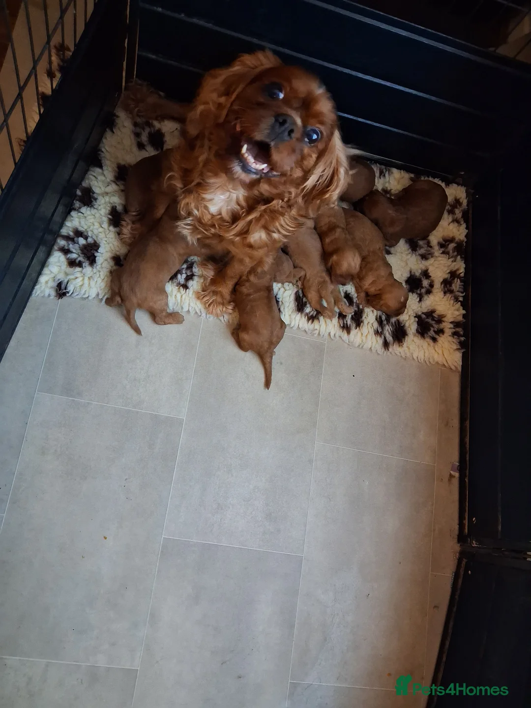 Cavapoo dogs for sale: Health tested parents of this beautiful litter  in Swadlincote - Advert 1