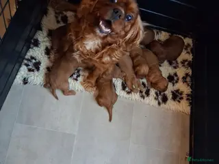Cavapoo dogs Health tested parents of this beautiful litter - Advert 2