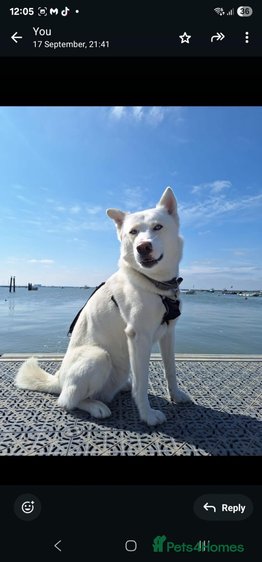 Mixed Breed dogs for stud:  Beautiful Husky mix for stud - Advert 3