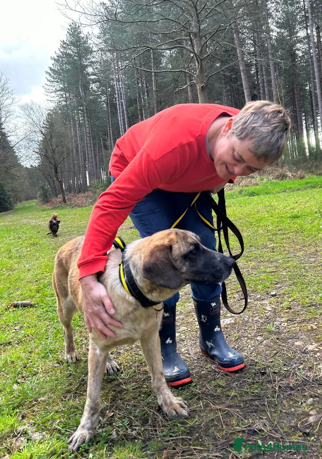 Mixed Breed dogs for adoption: Darcy - Norwich Norfolk  in Norwich - Advert 9