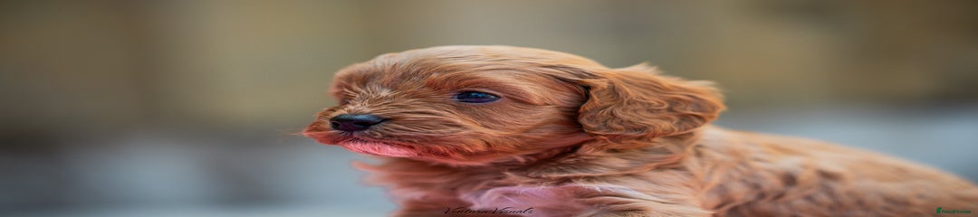 Cavapoo Puppy 2