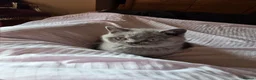 British Shorthair cats for sale: British Short Haired - Advert 6