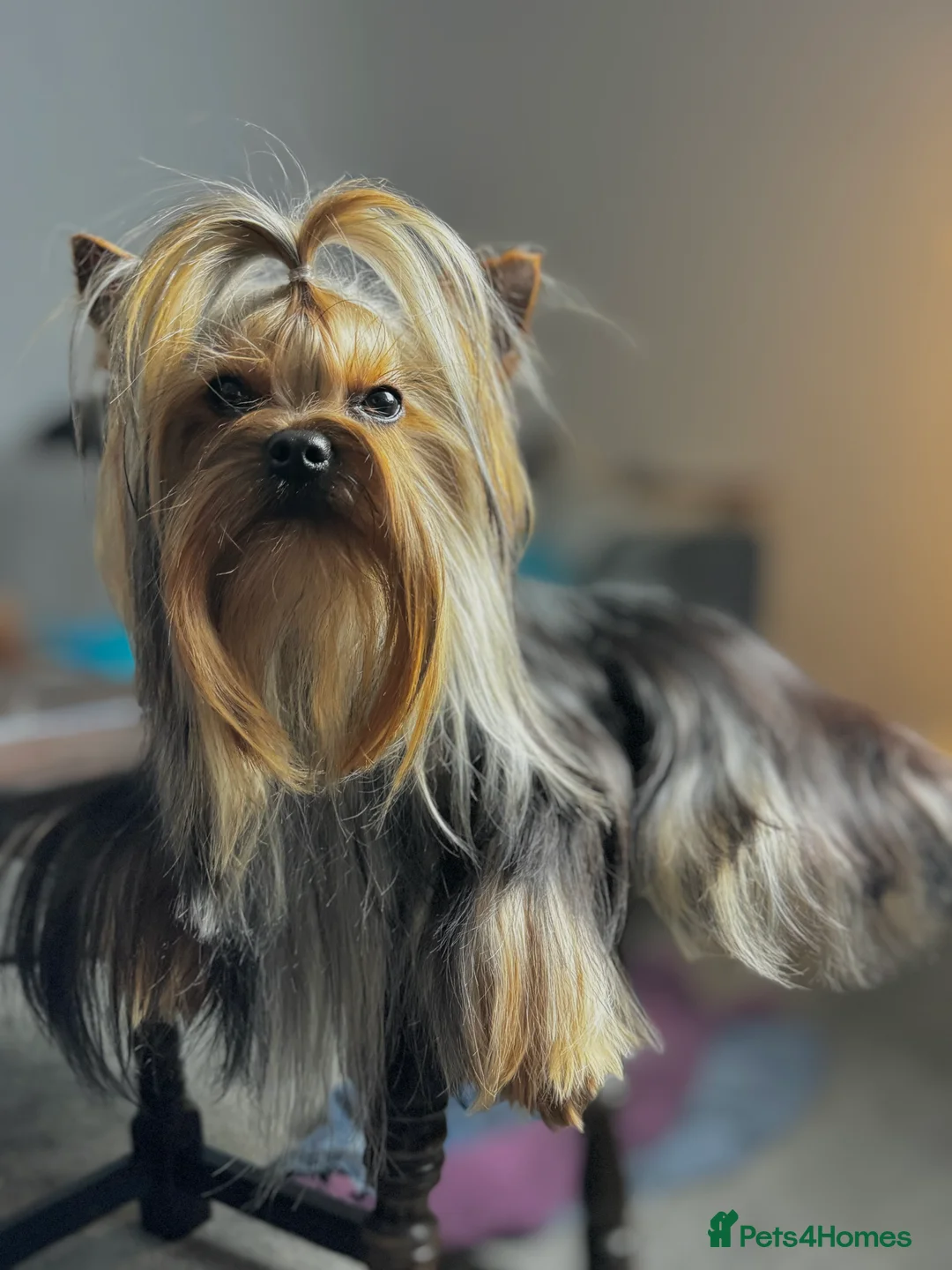 Yorkshire Terrier dogs for stud: Miniature Show boy  1,8 kg !  in Camberley - Advert 11
