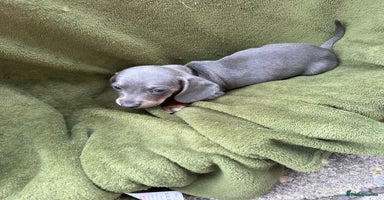 Miniature Dachshund dogs - Advert 13