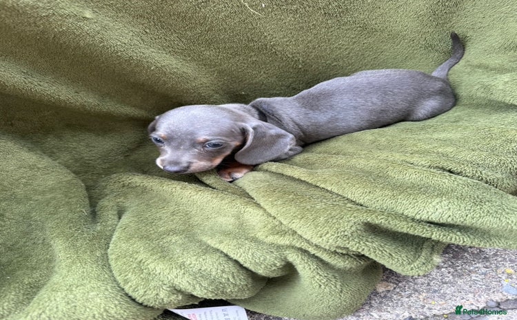 Miniature Dachshund dogs - Advert 4