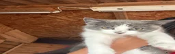 Mixed Breed cats for sale: Female kitten - Advert 5