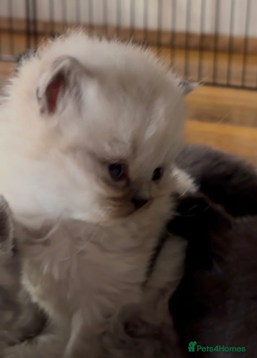 British Shorthair cats for sale: Stunning bsh kittens for sale  - Advert 2
