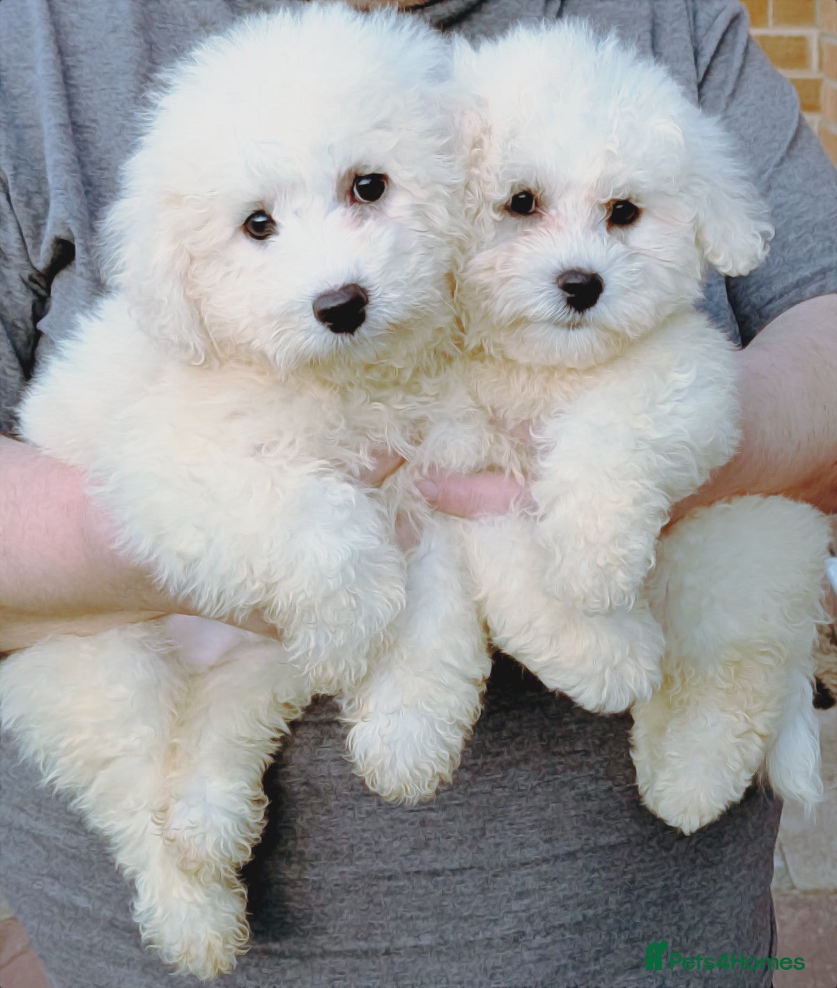 Bichon Frise dogs bichon frise puppies 1 boys 1 girls left ready now - Advert 1
