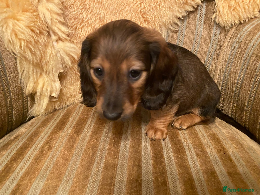 Miniature Dachshund dogs for sale: True miniature Dachshund puppies  - Image 3
