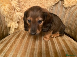 Miniature Dachshund dogs - Advert 11