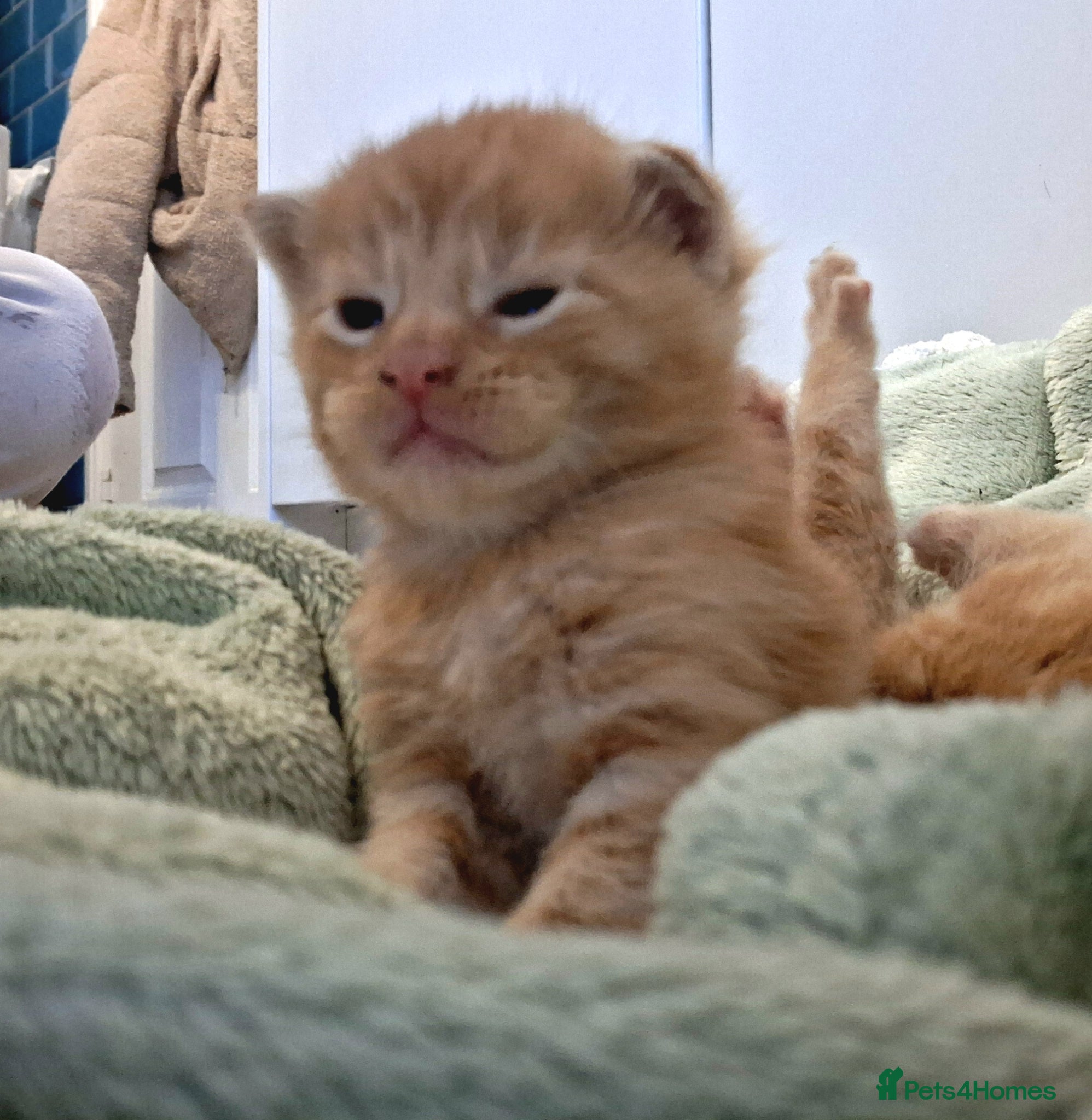 Maine Coon cats 4 purebreed maincoon babies  - Advert 8
