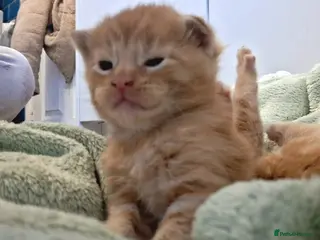 Maine Coon cats 4 purebreed maincoon babies - Advert 8