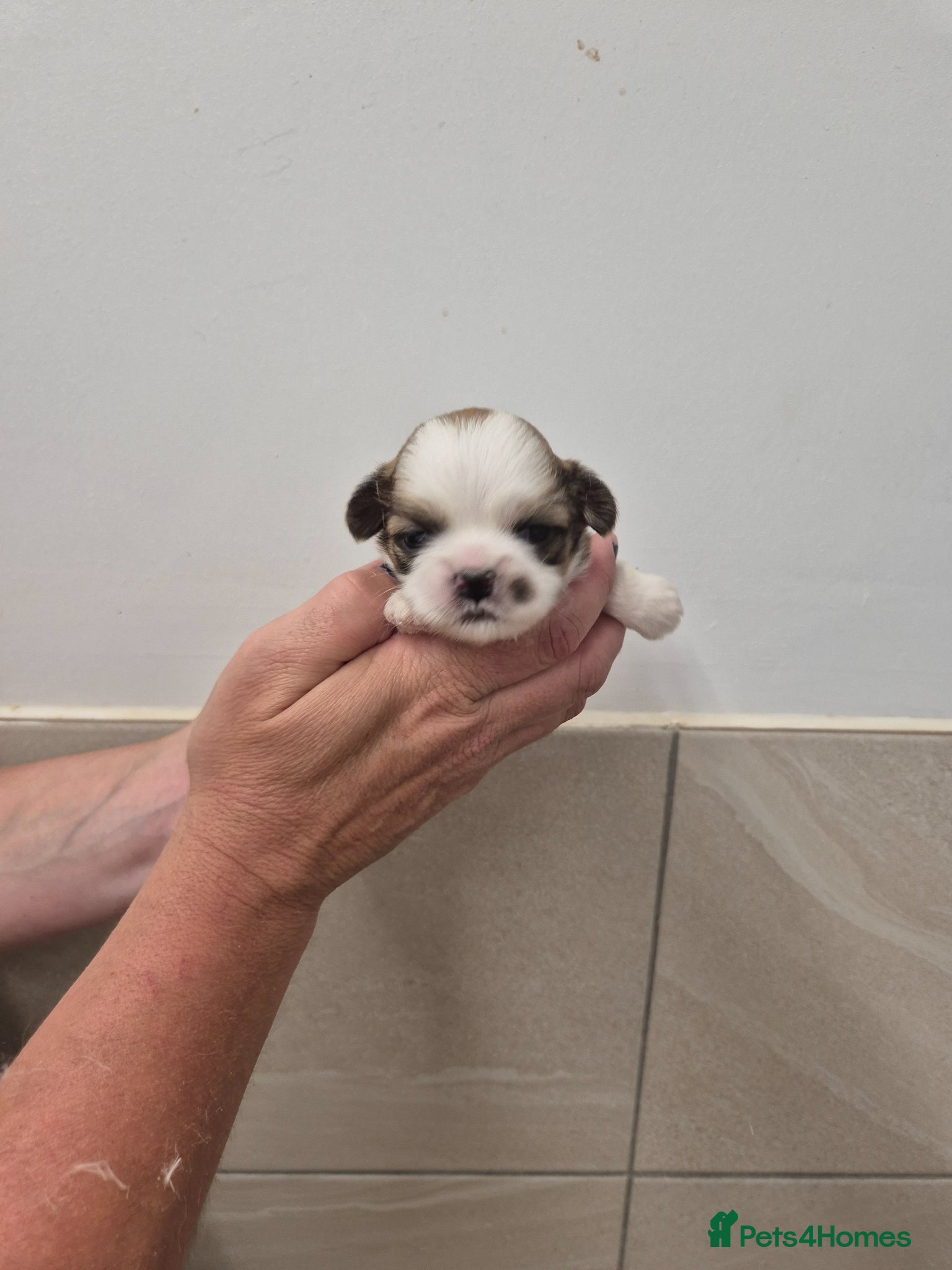 Shih Tzu dogs for sale: Shih Tzu Puppies - Advert 8