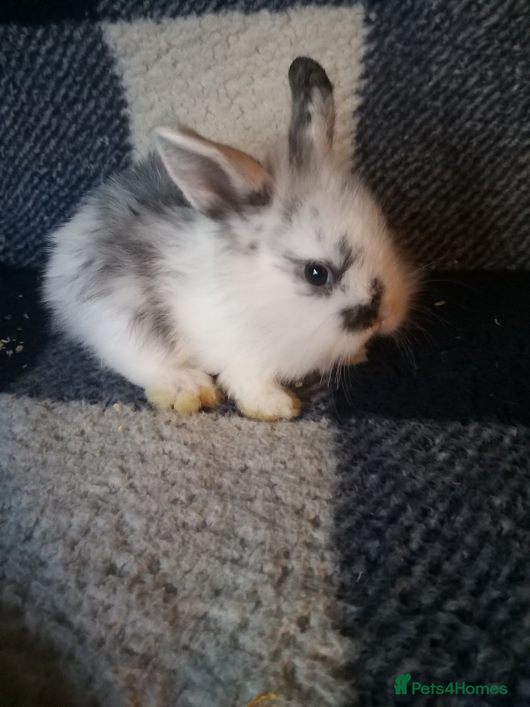 Lionhead rabbits for sale: Blue harlequin Mini lion lops  - Image 6