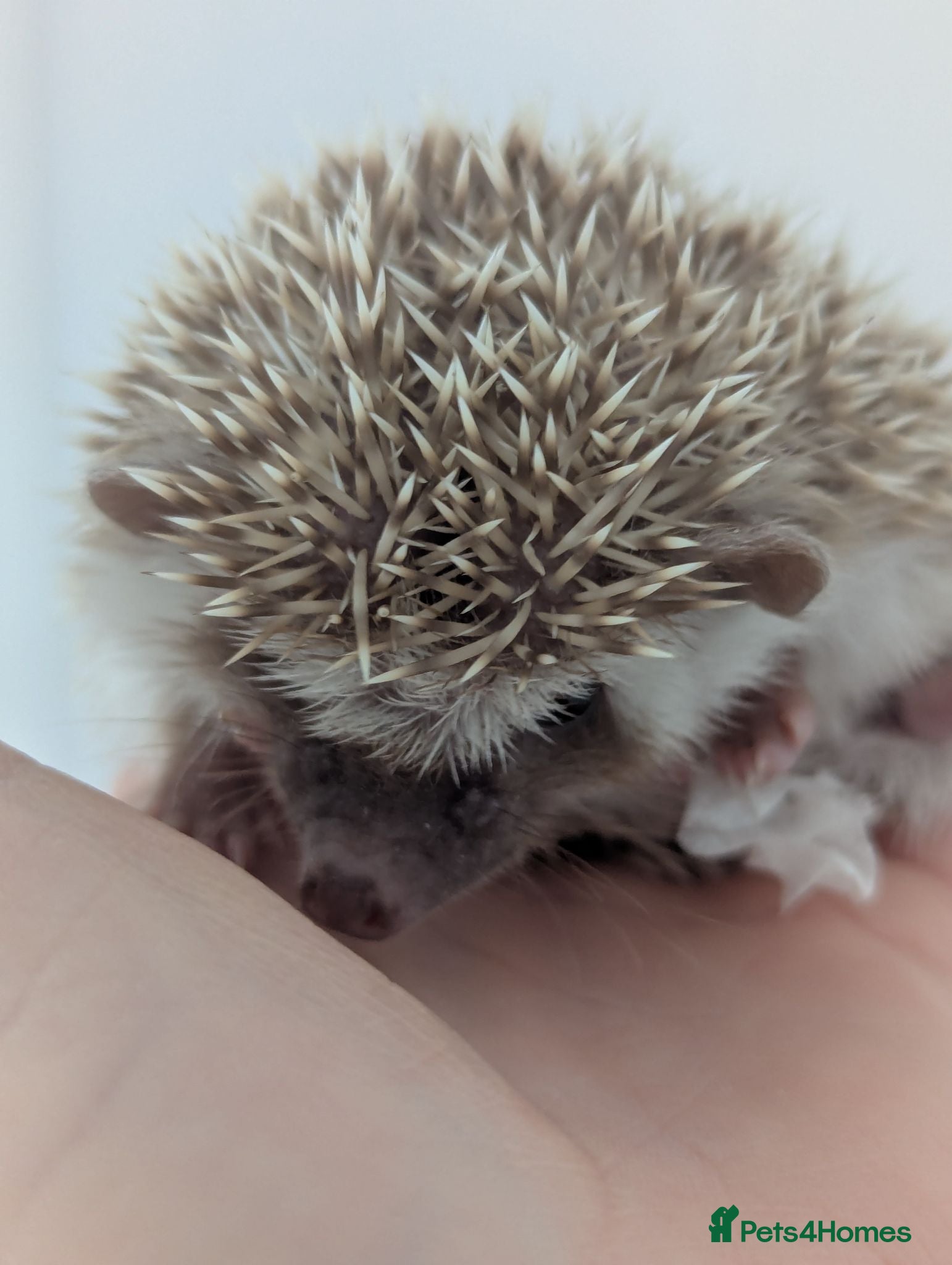 Pygmy Hedgehog rodents 1 Cute hoglet Ready Now. More to Reserve  - Advert 2