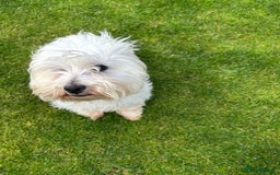 West Highland Terrier dogs for sale: Lovely west highland terrier  - Image 1