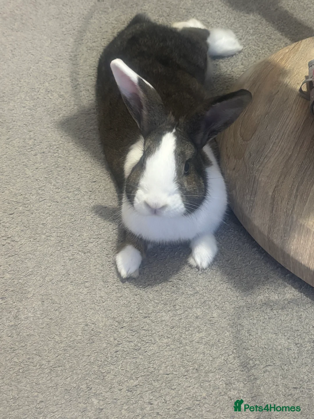 Mixed Breed rabbits for sale: My beautiful girl - Advert 6