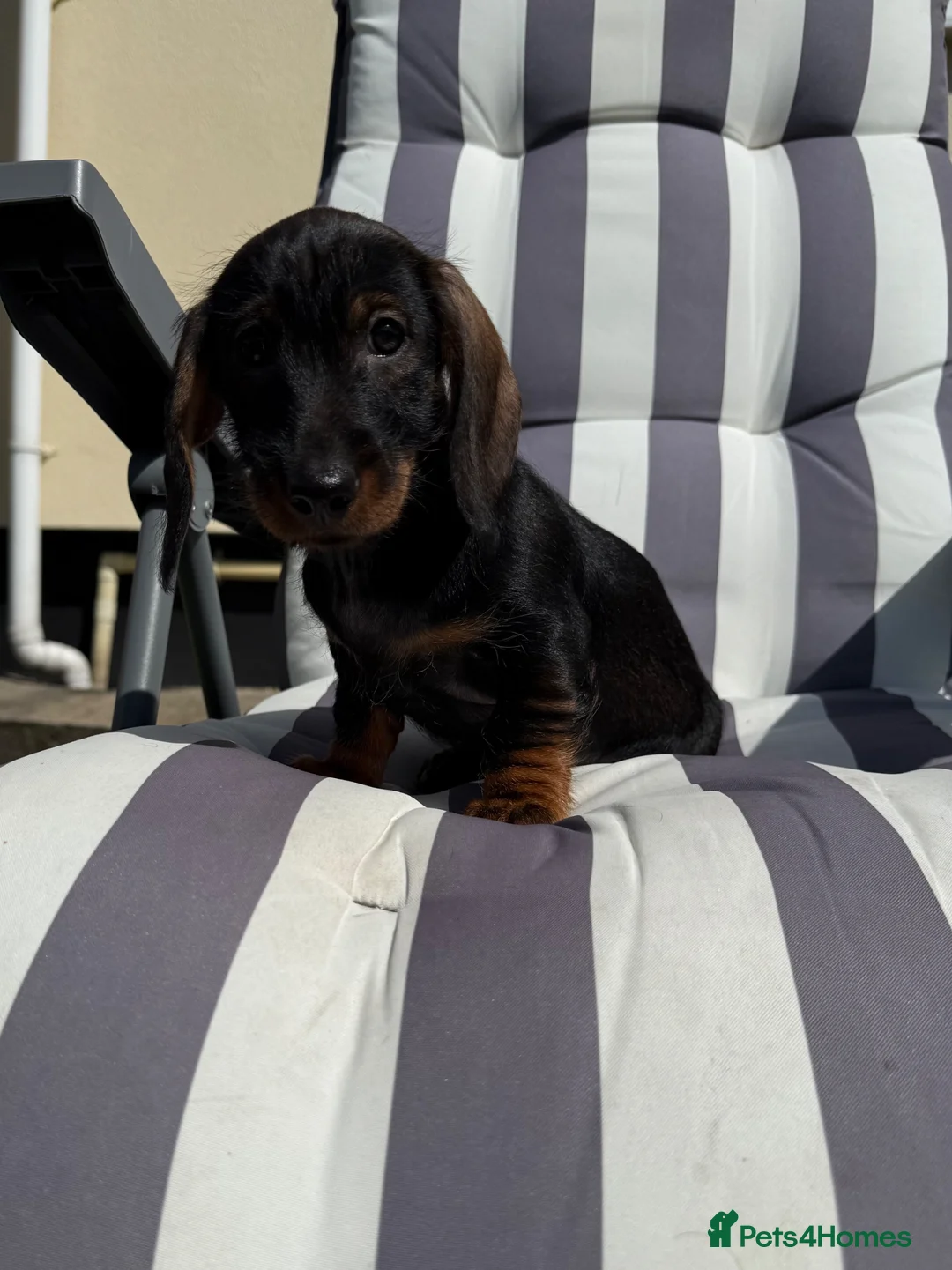 Dachshund dogs for sale: Stand.Wire Haired Dach.(1 girl ready to go) - Advert 1