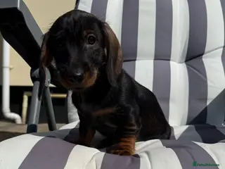 Dachshund dogs Stand.Wire Haired Dach.(1 girl ready to go) - Advert 11