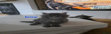 Maine Coon 2