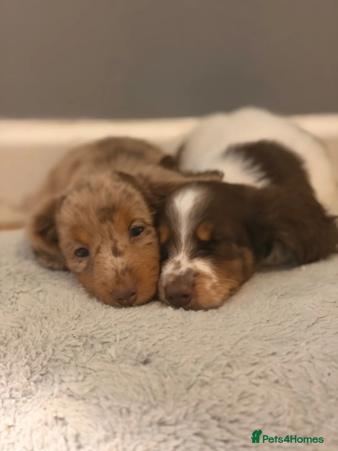 Miniature Dachshund dogs for sale: Two stunning male miniature dachshund puppy’s  - Advert 5