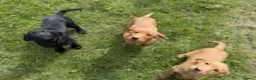 Labrador Retriever dogs for sale: Extensively Health Tested Labrador Puppies - Advert 7