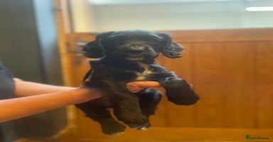 Cocker Spaniel dogs - Advert 2