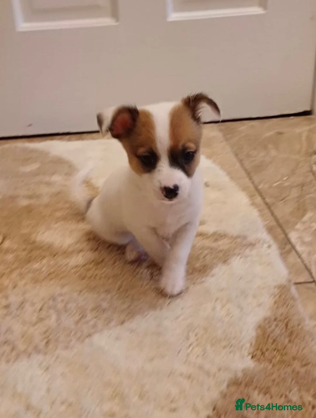 Chihuahua dogs for sale: Chihuahua Puppies  - Advert 2