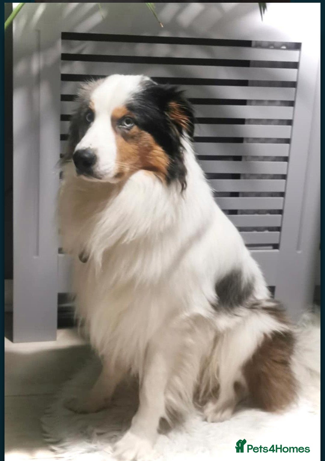 Border Collie dogs for stud: Hugo Border Collie Male in Doncaster - Advert 5