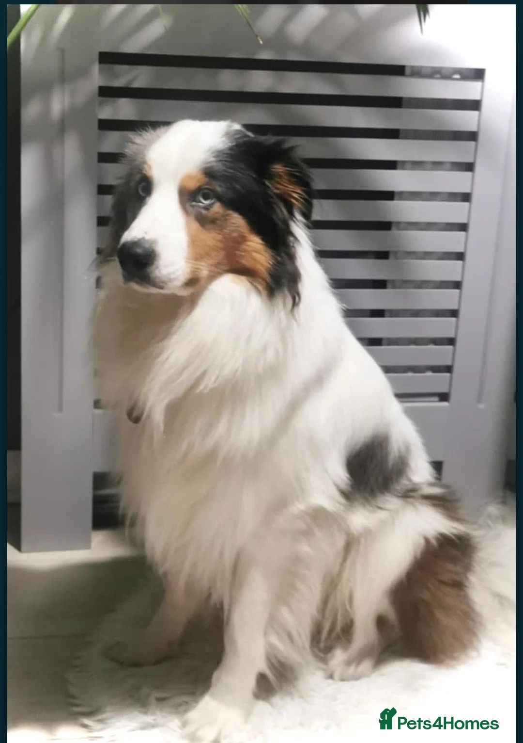 Border Collie dogs for stud: Hugo Border Collie Male in Doncaster - Advert 5