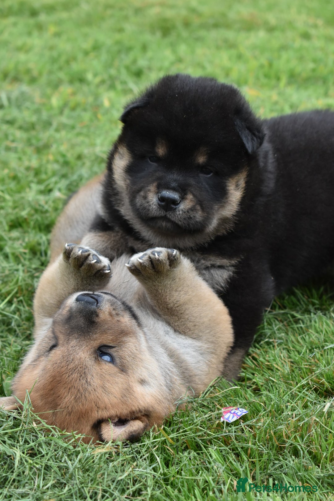 Siberian Husky dogs for sale: Beautiful Chowski puppies  - Image 26